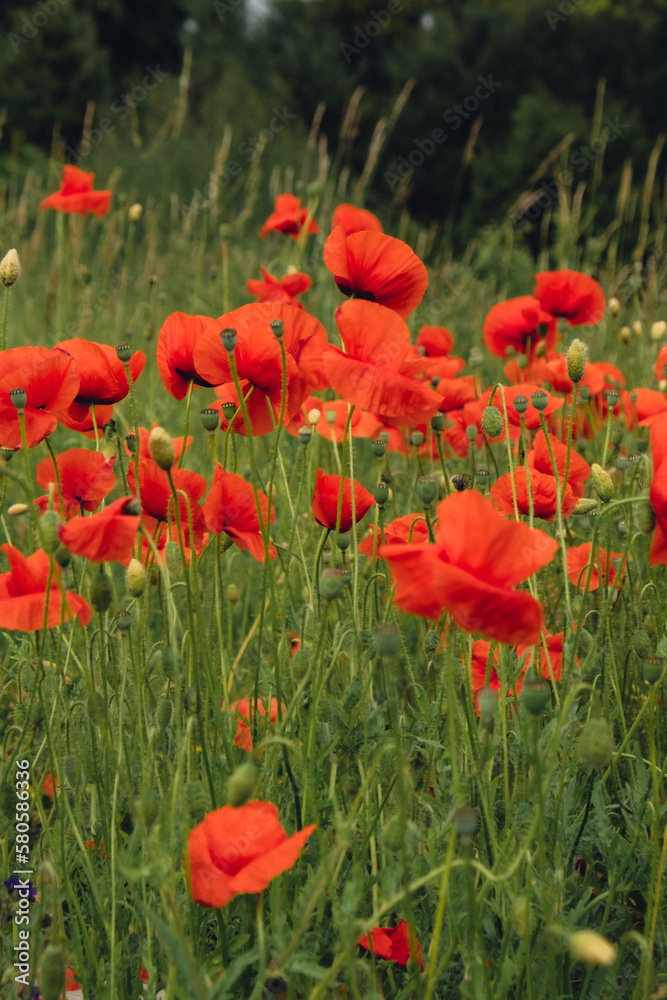 Fototapeta premium Red poppy flowers in a wild field. Vivid Poppies meadow in spring. Beautiful summer day. Beautiful red poppy flowers on green fleecy stems grow in the field. Scarlet poppy flowers in the sunset light