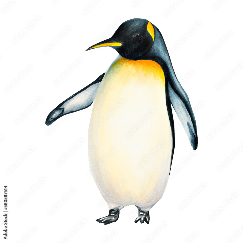 Fototapeta premium Watercolor king penguin isolated on white background. Hand painting realistic Arctic and Antarctic ocean mammals. For designers, decoration, postcards, wrapping paper, scrapbooking, covers, logos, inv