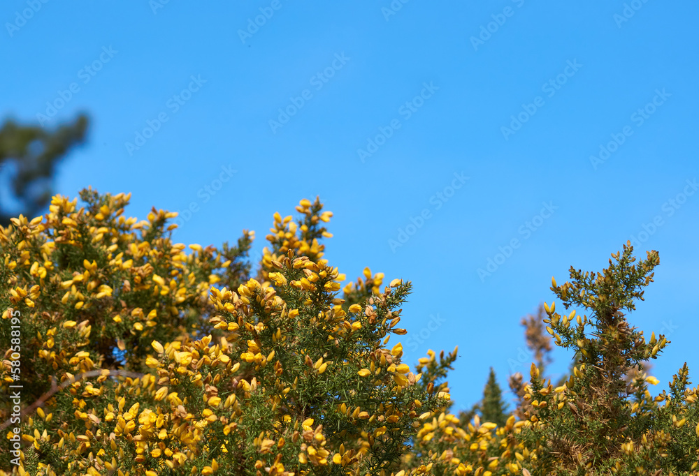 Yellow gorse bush against a clear blue sky Yellow gorse bush against a clear blue sky