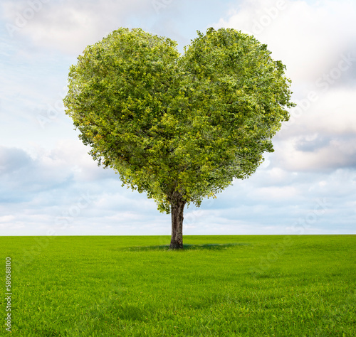 Grüner Herzbaum auf einer grünen Wiese