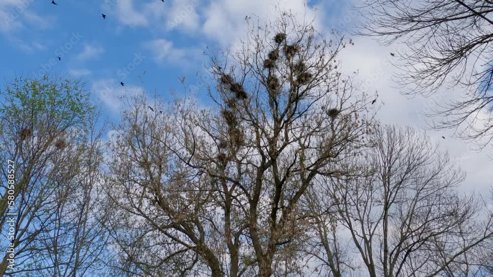 Crows fly over nesting place on tall tree against sky Crows fly over nesting place on tall tree against sky