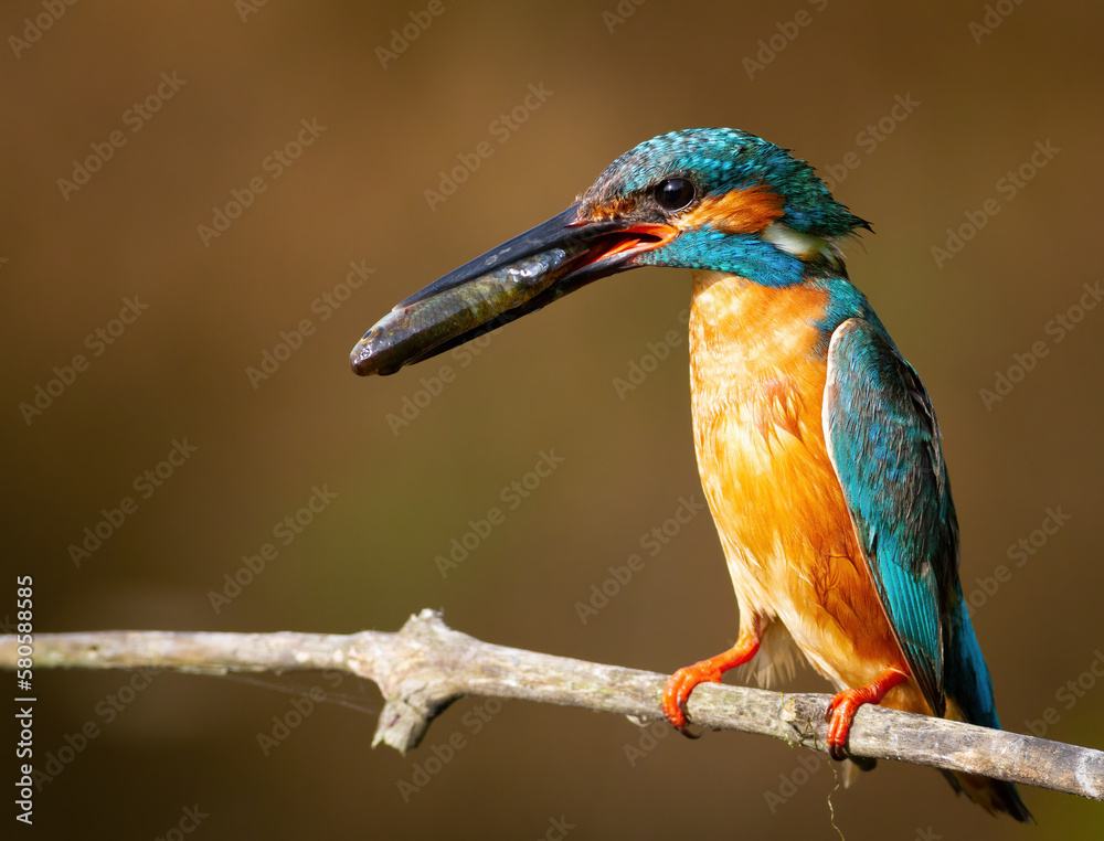 Fototapeta premium Сommon kingfisher, Alcedo atthis.A bird holding a fish in its beak, sitting on a branch