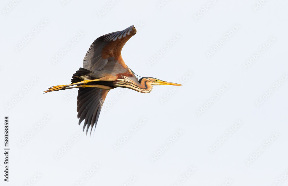 Fototapeta premium Purple heron, Ardea purpurea. A bird in flight against the sky