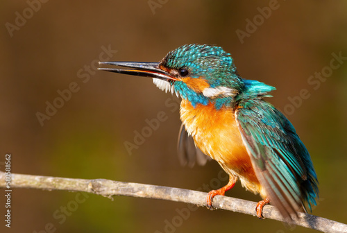 Common kingfisher, Alcedo atthis. A bird calls and spreads its wings