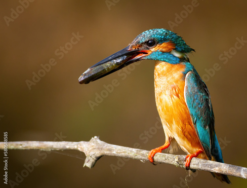 Сommon kingfisher, Alcedo atthis.A bird holding a fish in its beak, sitting on a branch