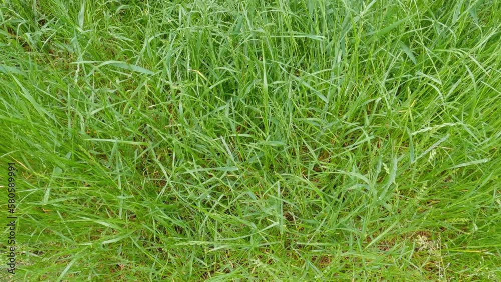 Different wet grass covered with water drops in rainy weather Different wet grass covered with water drops in rainy weather