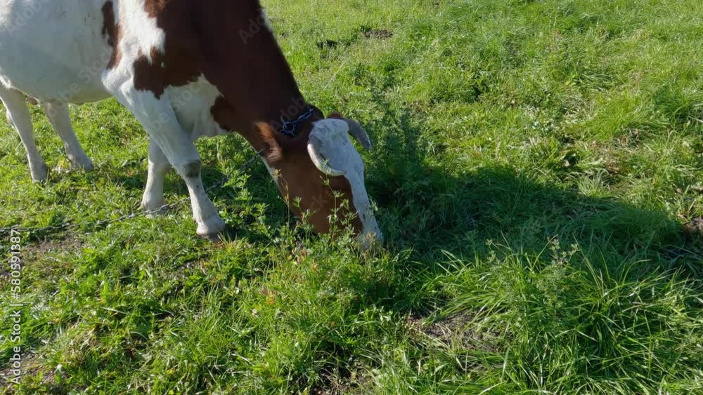 Tied brown and white cow grazing on a pasture Tied brown and white cow grazing on a pasture