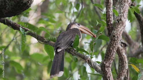 White-throated Brown Hornbill , Anorrhinus austeni male bird finds food to feed the young and the mother bird. photo