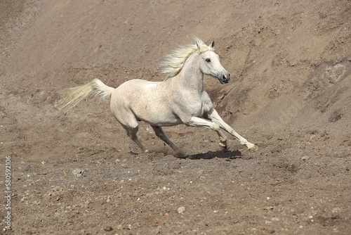 Galoppierendes Pferd im Sand