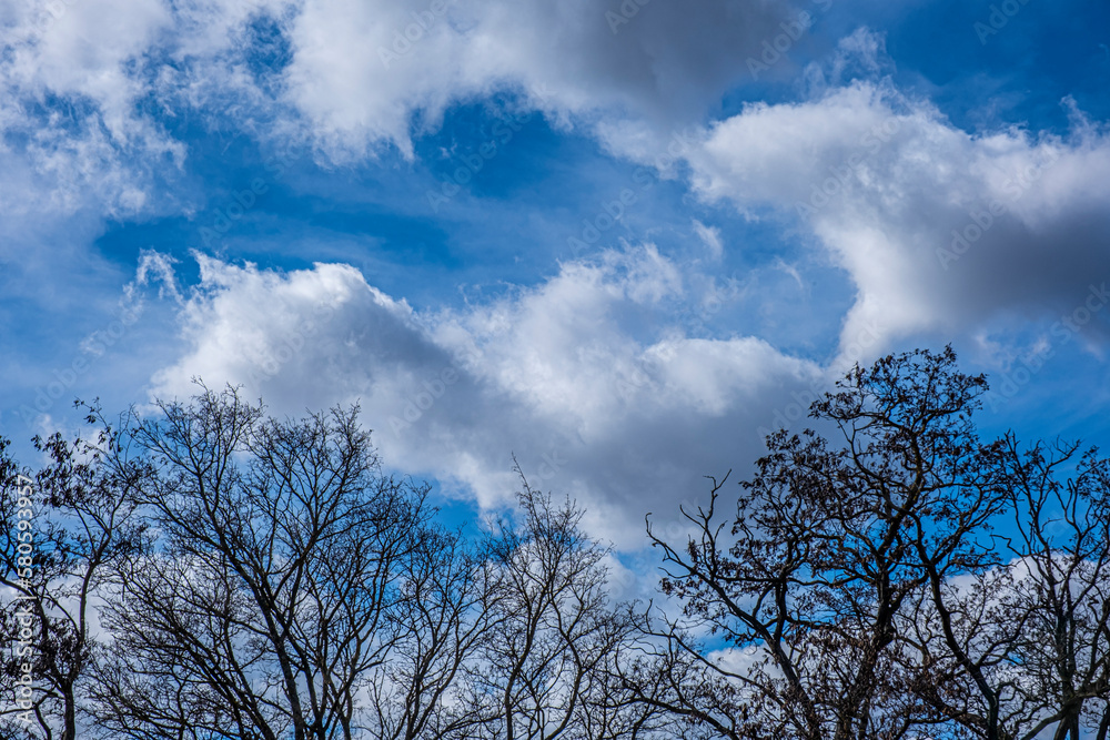 trees and blue sky