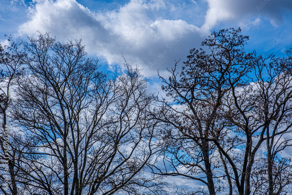 trees and blue sky trees and blue sky