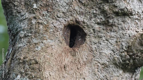 White-throated Brown Hornbill , Anorrhinus austeni female bird, brooding in the nest, covering the nest with soil. photo