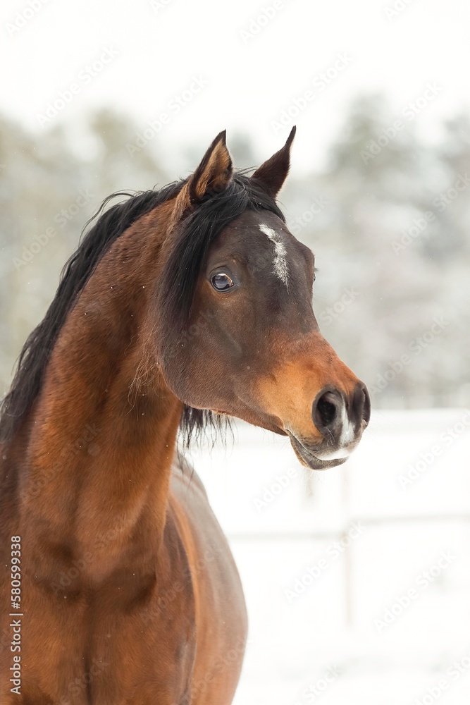 Fototapeta premium Pferd im Schnee