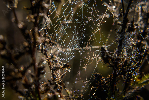 COBWEB - Drops of morning dew on a spider web