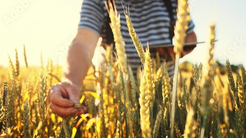 Farmer agronomist in field touches wheat ears with his hands and checks crops with help using digital tablet. Ecoculture farm. Nature landscape outdoor. Smart farming and digital agriculture. photo