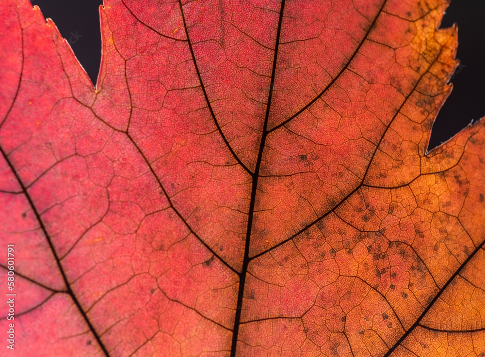 Fototapeta premium Red and yellow autumn leaf close-up on a black background.
