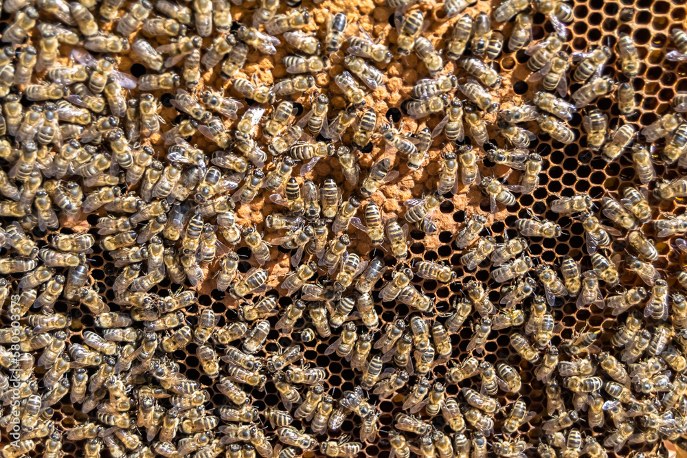 Abstract hexagon structure is honeycomb from bee hive filled Abstract hexagon structure is honeycomb from bee hive filled