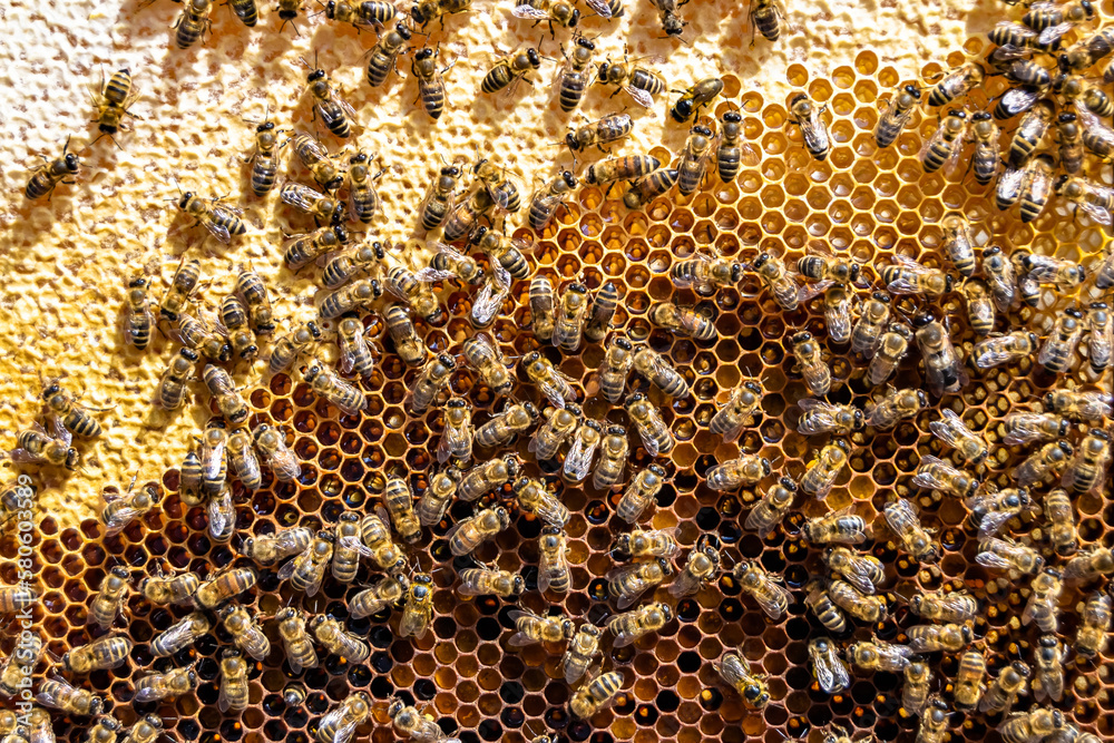 Abstract hexagon structure is honeycomb from bee hive filled Abstract hexagon structure is honeycomb from bee hive filled