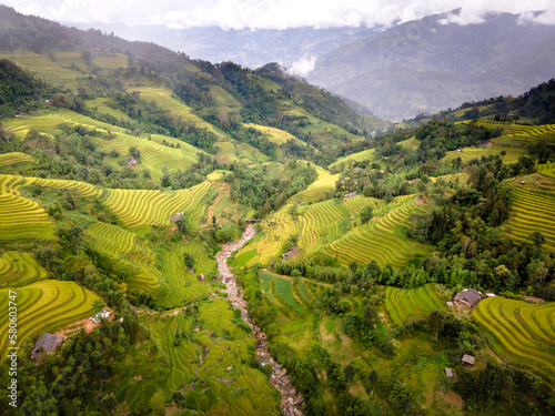 Paddy rice terraces with ripe yellow rice. Agricultural fields in countryside area of Hoang Su Phi, Ha Giang province, Vietnam. Mountain hills valley in Asia, Vietnam. Nature landscape background