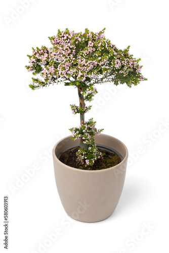 Pink flowering Thryptomene Shrub in a flower pot isolated on white background