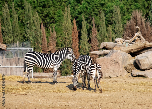 A herd of zebras walk in the paddock of a wildlife park in Izmir  Turkey.