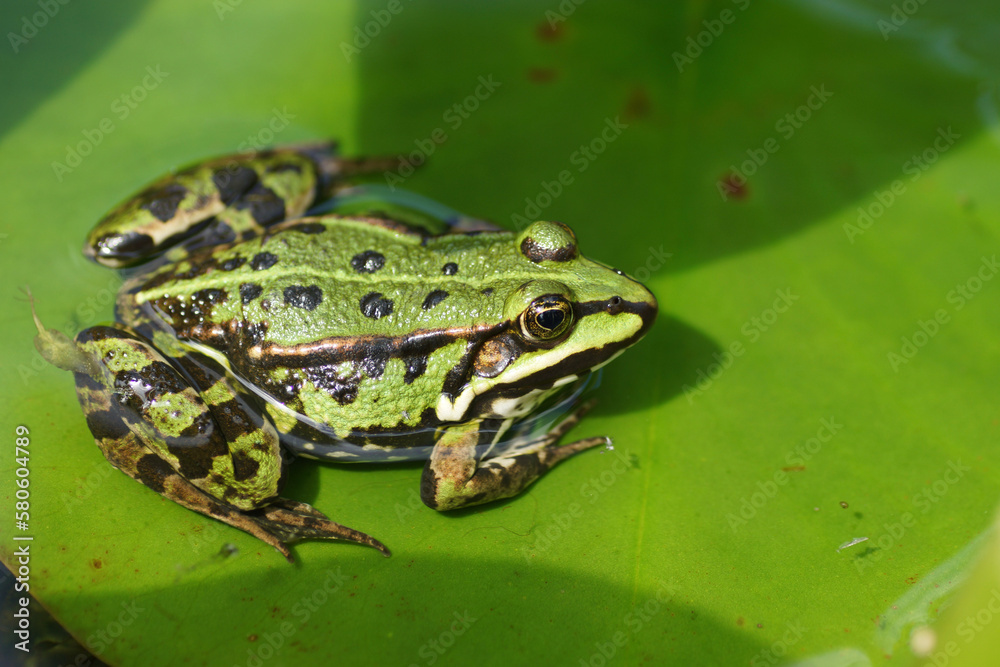 Fototapeta premium frog on the leaf