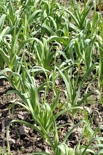 Poireau, Allium porrum ' Blaustar '