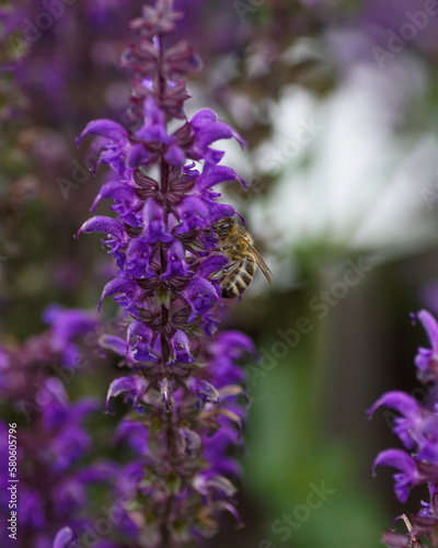 bee on purple salvia 