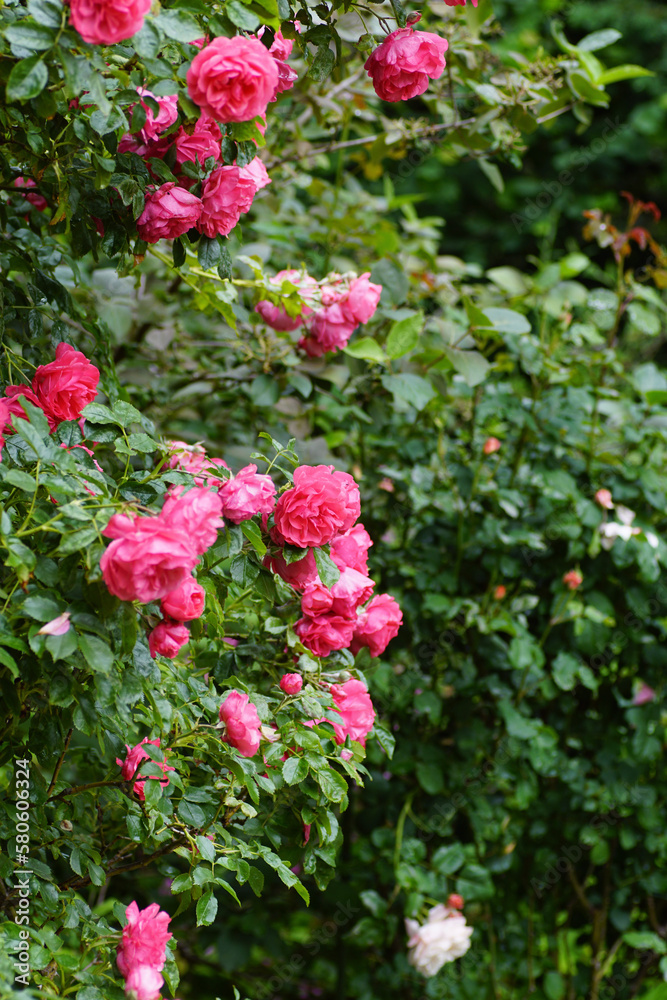 pink roses in the garden