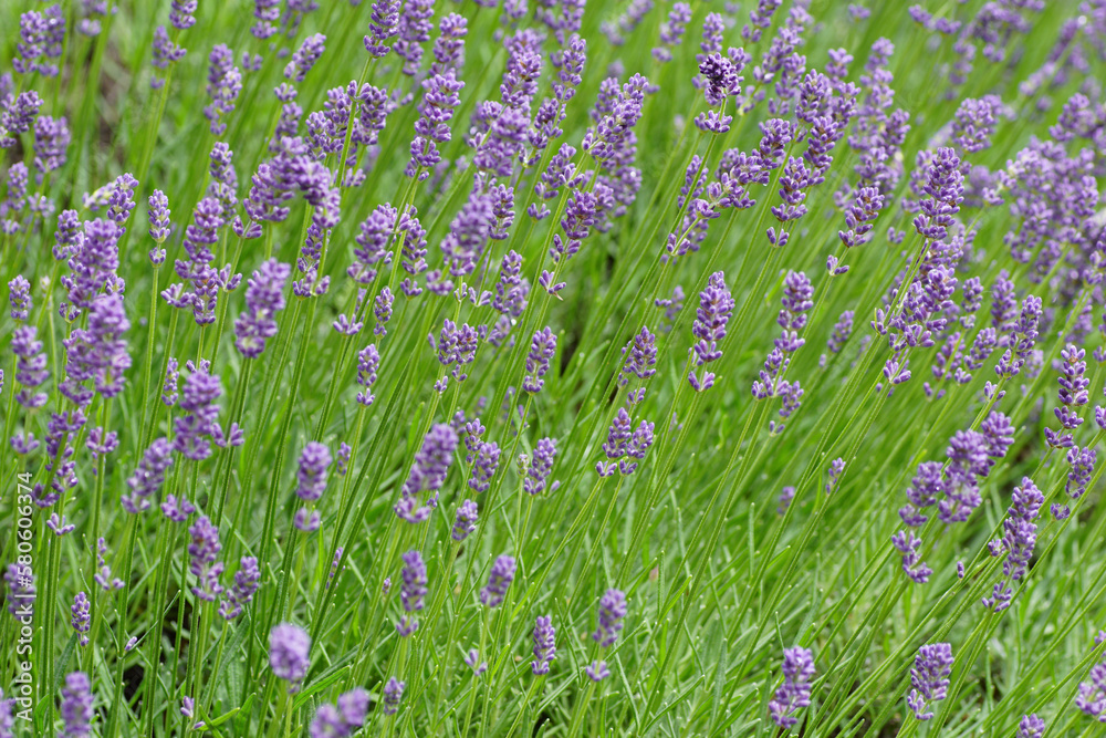 field of lavender 