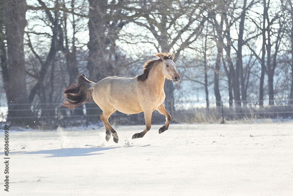 Pferd im Schnee Pferd im Schnee