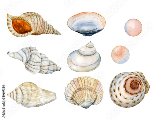 Watercolor nautical set of underwater tropical seashells and pearls. Hand drawn illustrations isolated on white