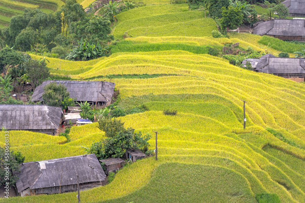 Phung village, Hoang Su Phi district, Ha Giang province, Vietnam - Enjoy the beautiful scenery of Phung village, Hoang Su Phi district, Vietnam from above during the rice ripening