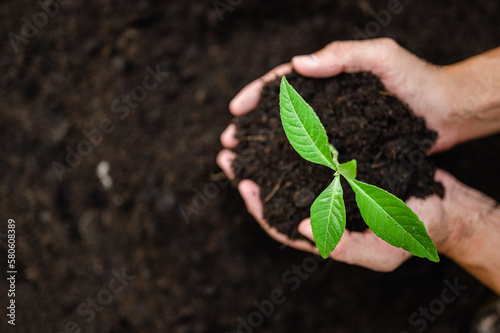 Front of Planting seedlings with two hands, potholes, shoveling, seedlings grow from fertile soil until the morning sun shines, planting trees to save the world, ecological conservation concept.