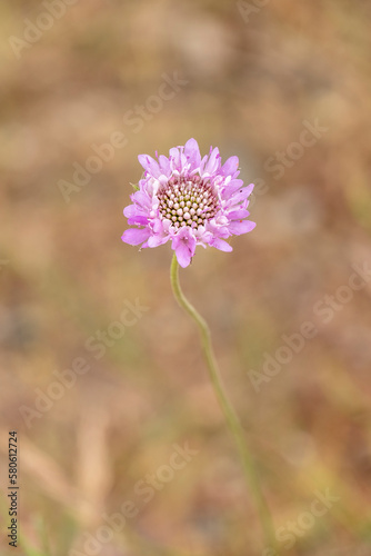 Scabiosa atropurpurea Pincushion Flower plant with beautiful purple and white flowers with purple stamens.