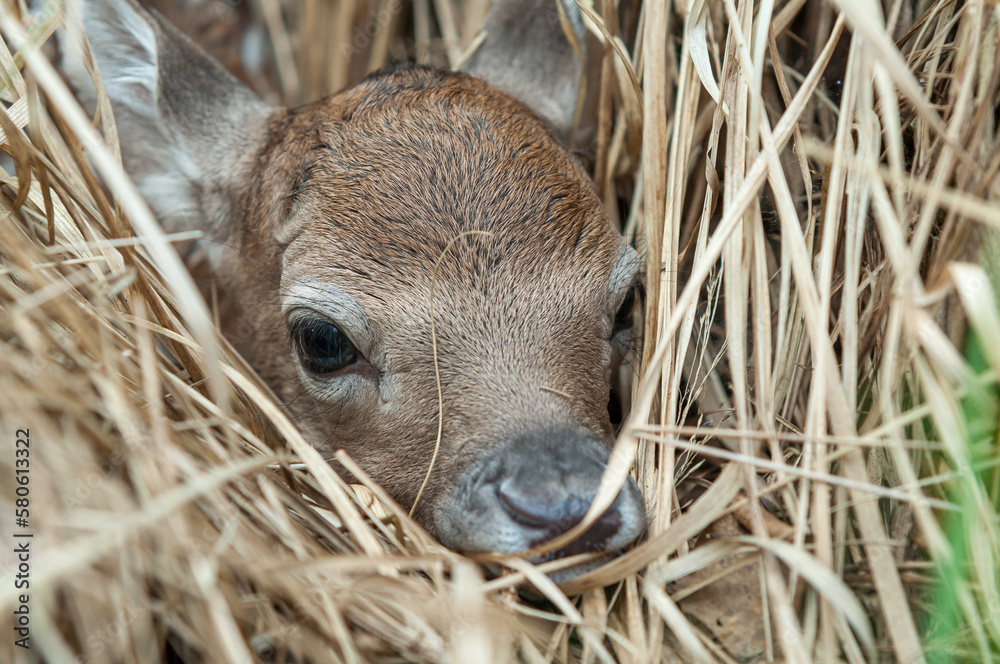 Naklejka premium Damwildkalb im Gras