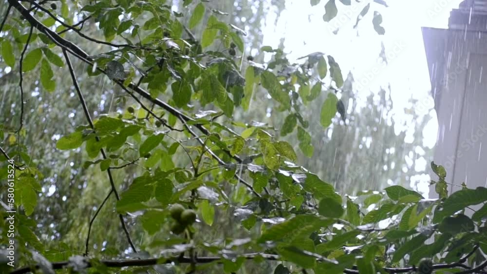 Heavy rain. Drops of heavy rain dripping on large green leaves of tree