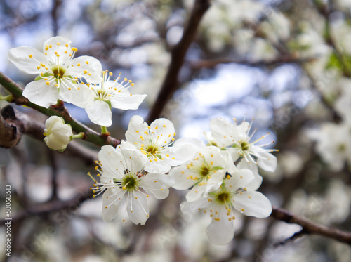 Branch of cherry blossoms in early spring close up