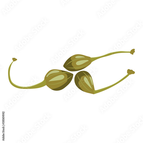 Capers. Vector illustration on a white background