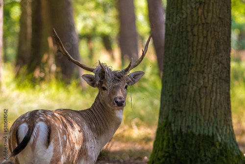 Damhirsch im Bestand