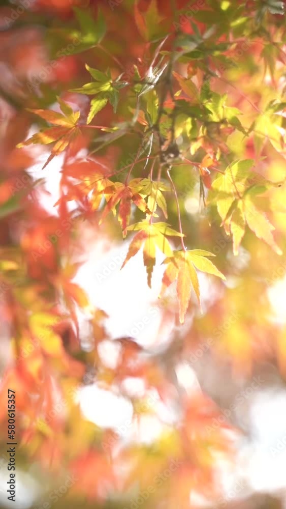 Vertical video of maple tree branches with vibrant yellow, green, orange and red leaves swaying on a windy sunny day in autumn Vertical video of maple tree branches with vibrant yellow, green, orange and red leaves swaying on a windy sunny day in autumn