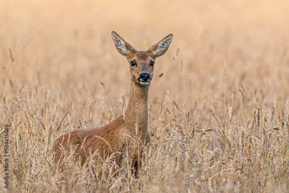 Ricke in der Wiese