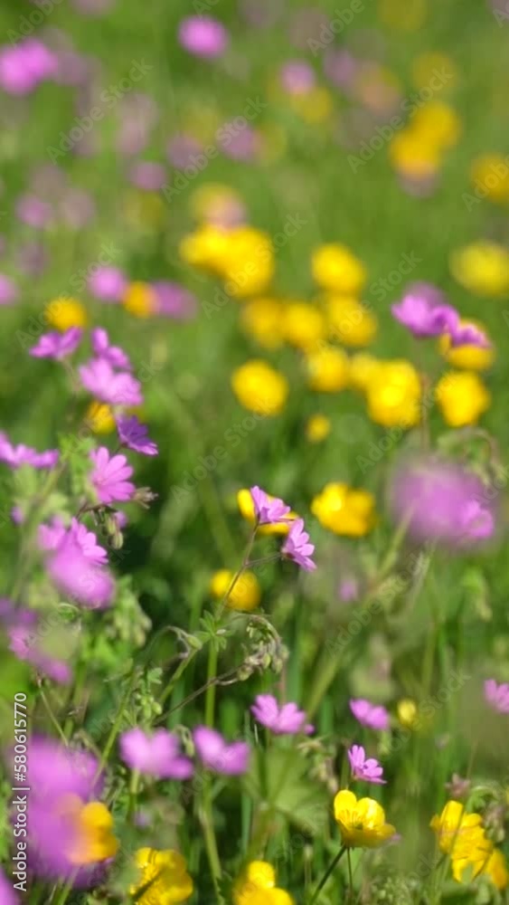 Vertical video of a wild field of colorful purple and yellow flowers swaying on the wind in nature.
Vertical video of a wild field of colorful purple and yellow flowers swaying on the wind in nature.