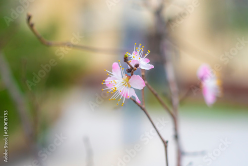 Close-up of a cherry blossom on a tree. Background on the theme of spring and ecology.