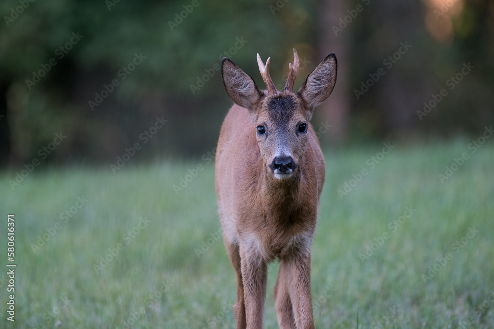 Junger Bock Junger Bock