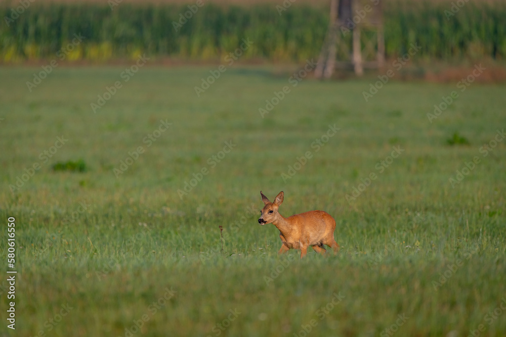 Ricke in der Wiese Ricke in der Wiese