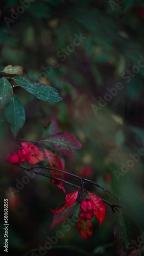 Vertical video of red berries with green leaves on a tree branch slowly swaying on a cloudy dark day