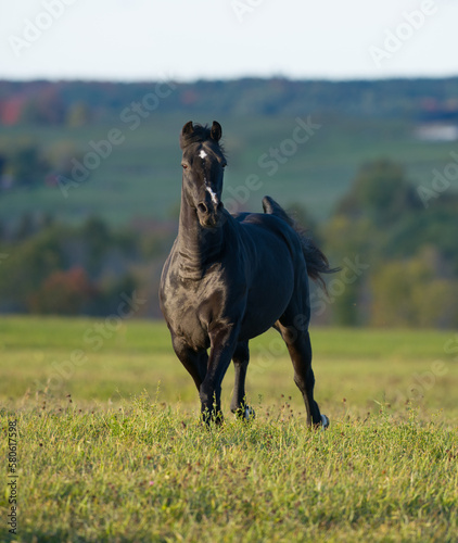 Quadro su tela dark morgan horse running through field with fall foliage in background vertical