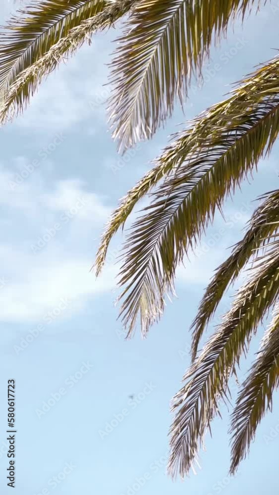 Vertical video of green palm tree leaves against a blue sky gently swaying on a sunny day
Vertical video of green palm tree leaves against a blue sky gently swaying on a sunny day
