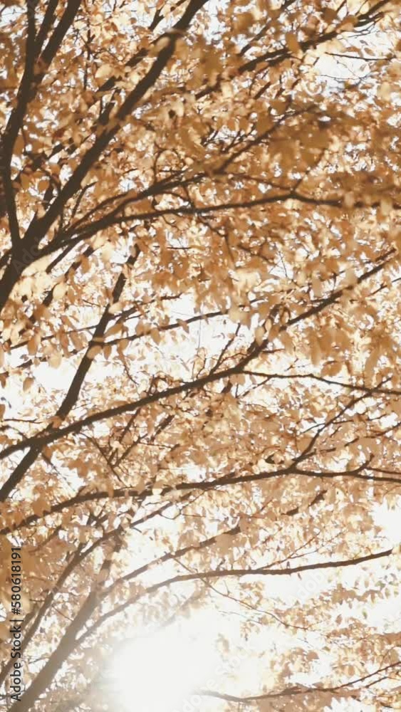 Vertical video of sun rays shining through tree branches with brown and orange leaves in autumn Vertical video of sun rays shining through tree branches with brown and orange leaves in autumn